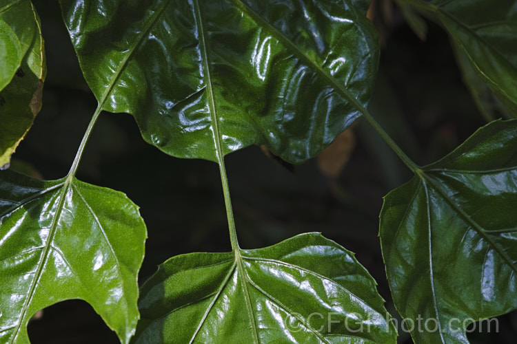Closeup of midrib of the foliage of the Snowflake. Tree (<i>Trevesia palmata</i>), showing how it joins the sections of the leaf. This large evergreen shrub or small tree is native to tropical Asia, found from India to Thailand and southern China. It is notable for its unusually shaped and divided foliage. The heads of small cream flowers can be quite showy but are often largely hidden among the foliage. trevesia-3365htm'>Trevesia. Order: Apiales, Family: Araliaceae