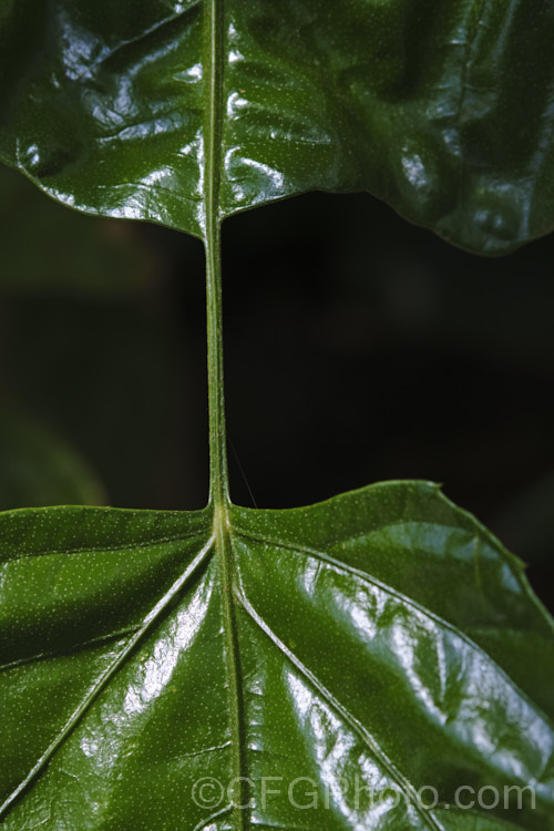 Closeup of midrib of the foliage of the Snowflake. Tree (<i>Trevesia palmata</i>), showing how it joins the sections of the leaf. This large evergreen shrub or small tree is native to tropical Asia, found from India to Thailand and southern China. It is notable for its unusually shaped and divided foliage. The heads of small cream flowers can be quite showy but are often largely hidden among the foliage. trevesia-3365htm'>Trevesia. Order: Apiales, Family: Araliaceae