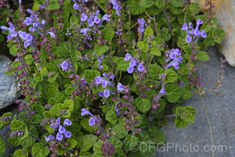 Skullcap or Helmet. Flower (<i>Scutellaria indica var. parvifolia</i>), a small-leafed natural variety of a late spring- to early-summer-flowering perennial native to Japan and nearby parts of China and Korea. scutellaria-3462htm'>Scutellaria.
