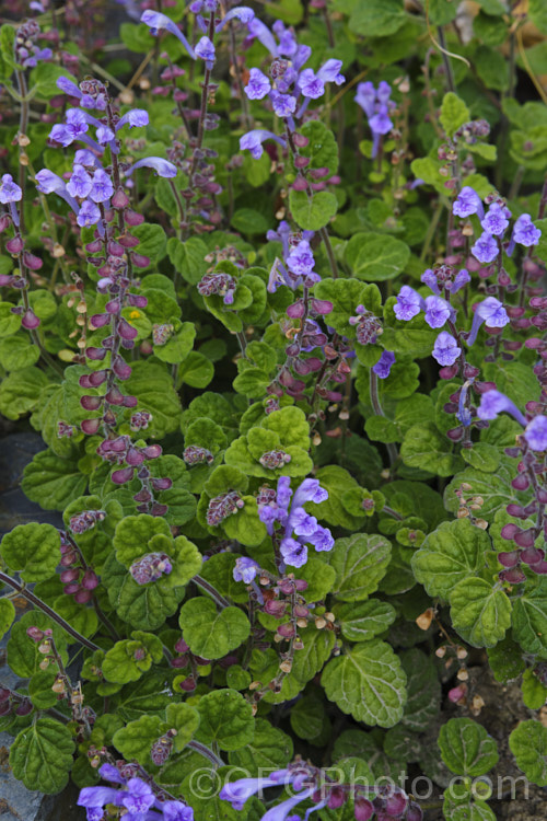 Skullcap or Helmet. Flower (<i>Scutellaria indica var. parvifolia</i>), a small-leafed natural variety of a late spring- to early-summer-flowering perennial native to Japan and nearby parts of China and Korea. scutellaria-3462htm'>Scutellaria.