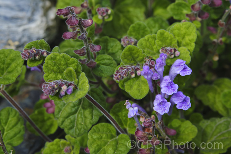 Skullcap or Helmet. Flower (<i>Scutellaria indica var. parvifolia</i>), a small-leafed natural variety of a late spring- to early-summer-flowering perennial native to Japan and nearby parts of China and Korea. scutellaria-3462htm'>Scutellaria.