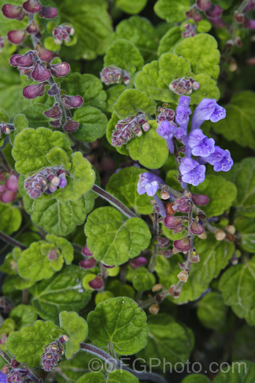 Skullcap or Helmet. Flower (<i>Scutellaria indica var. parvifolia</i>), a small-leafed natural variety of a late spring- to early-summer-flowering perennial native to Japan and nearby parts of China and Korea. scutellaria-3462htm'>Scutellaria.