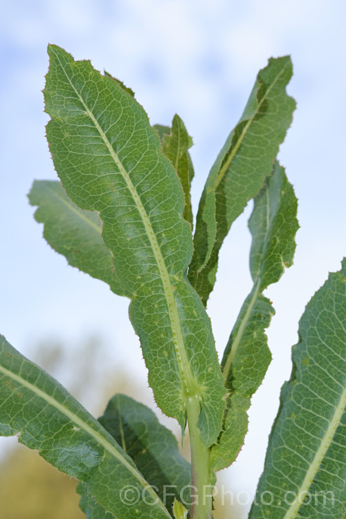 Closeup of the foliage of New Zealand Sow Thistle or Puha (<i>Sonchus kirkii</i>), an annual soft thistle native to New Zealand Although widely considered to be a weed, its foliage was an important part of the Maori diet and in recent years the plant has become far less common. Its leaves are smooth, though they do have soft spines on the mid rib and leaf edges, and are often undivided on young plants.