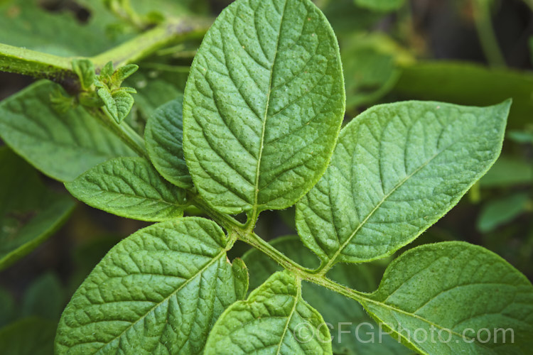 Closeup of the foliage of the Garden. Potato (<i>Solanum tuberosum</i>), now available in myriad forms and grown nearly worldwide, this tuberous perennial was originally native to South America. solanum-2141htm'>Solanum.