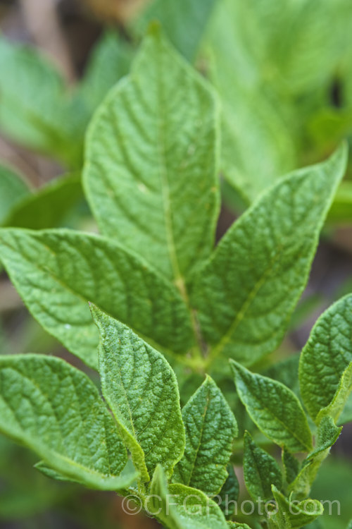 Closeup of the foliage of the Garden. Potato (<i>Solanum tuberosum</i>), now available in myriad forms and grown nearly worldwide, this tuberous perennial was originally native to South America. solanum-2141htm'>Solanum.