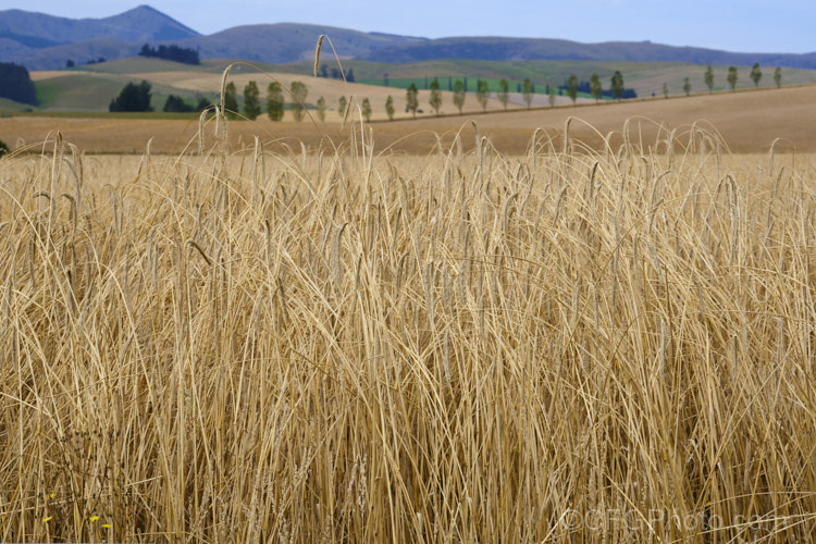 Triticale (<i>X. Triticosecale rimpaui</i>), a hybrid between rye (<i>Secale cereale</i>) and wheat (<i>Triticum aestivum</i>). The grain it produces in more nutritious than wheat, though less well suited to baking, and consequently it has been mainly used as a stock feed grain. Triticale is widely grown as a multi-use crop that can be grazed when young then left to grow for seed production or turned into silage. triticosecale-3708htm'>Triticosecale. .