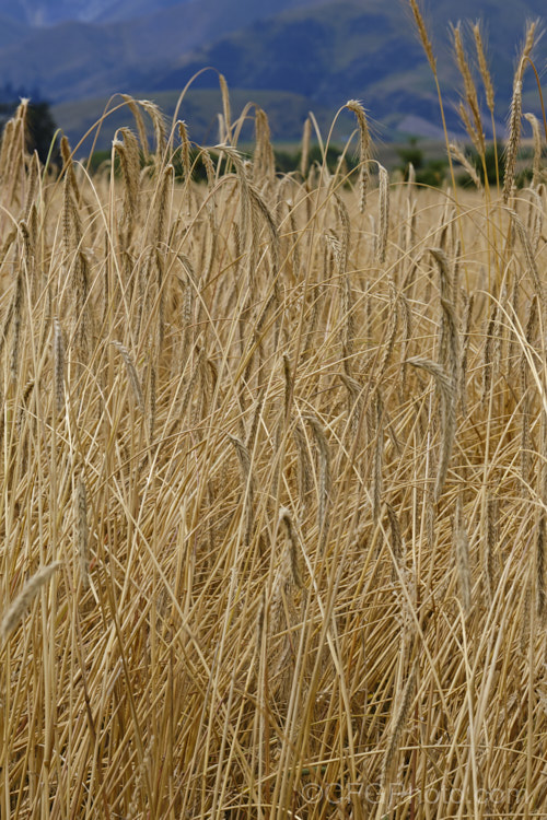 Triticale (<i>X. Triticosecale rimpaui</i>), a hybrid between rye (<i>Secale cereale</i>) and wheat (<i>Triticum aestivum</i>). The grain it produces in more nutritious than wheat, though less well suited to baking, and consequently it has been mainly used as a stock feed grain. Triticale is widely grown as a multi-use crop that can be grazed when young then left to grow for seed production or turned into silage. triticosecale-3708htm'>Triticosecale. .