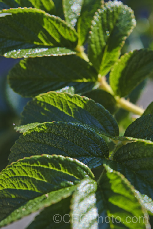 Closeup of the foliage of Japanese Rose (<i>Rosa rugosa</i>). Found naturally in eastern Russia, Korea, Japan and China, this dense, bushy rose has deep pink, single flowers and lush, dark green foliage, and is the main parent of the Rugosa hybrids. roseshtml'>Rose