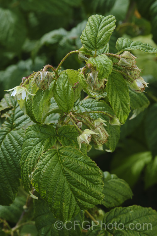 Flower and developing fruit of an autumn-fruiting raspberry (<i>Rubus idaeus</i>), a 15-2m tall deciduous Eurasian shrub that forms a clump of erect, strong-growing canes that are bristly rather than prickly. Its white flowers appear in spring and develop quickly into the familiar edible red fruits. Autumn-fruiting or everbearing raspberries are often pruned back hard in winter so they produce a single late season crop. Raspberries are popular for eating fresh, but the texture of the fruit does not appeal to all, so they are perhaps better known in pulped form, used as a flavouring.