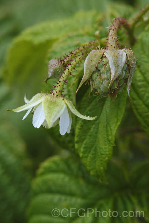 Flower and developing fruit of an autumn-fruiting raspberry (<i>Rubus idaeus</i>), a 15-2m tall deciduous Eurasian shrub that forms a clump of erect, strong-growing canes that are bristly rather than prickly. Its white flowers appear in spring and develop quickly into the familiar edible red fruits. Autumn-fruiting or everbearing raspberries are often pruned back hard in winter so they produce a single late season crop. Raspberries are popular for eating fresh, but the texture of the fruit does not appeal to all, so they are perhaps better known in pulped form, used as a flavouring.