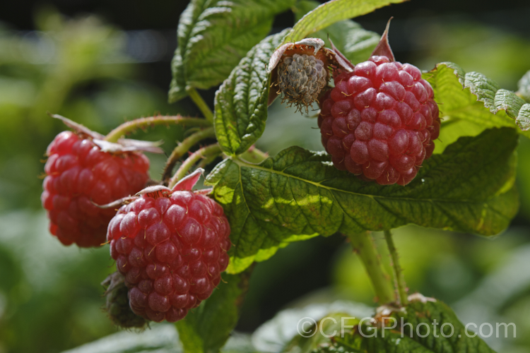 Raspberry (<i>Rubus idaeus</i>), a 15-2m tall deciduous Eurasian shrub that forms a clump of erect, strong-growing canes that are bristly rather than prickly. Its white flowers appear in spring and develop quickly into the familiar edible red fruits. Autumn-fruiting or everbearing raspberries are often pruned back hard in winter so they produce a single late season crop. Raspberries are popular for eating fresh, but the texture of the fruit does not appeal to all, so they are perhaps better known in pulped form, used as a flavouring