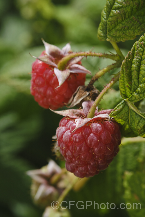 Raspberry (<i>Rubus idaeus</i>), a 15-2m tall deciduous Eurasian shrub that forms a clump of erect, strong-growing canes that are bristly rather than prickly. Its white flowers appear in spring and develop quickly into the familiar edible red fruits. Autumn-fruiting or everbearing raspberries are often pruned back hard in winter so they produce a single late season crop. Raspberries are popular for eating fresh, but the texture of the fruit does not appeal to all, so they are perhaps better known in pulped form, used as a flavouring