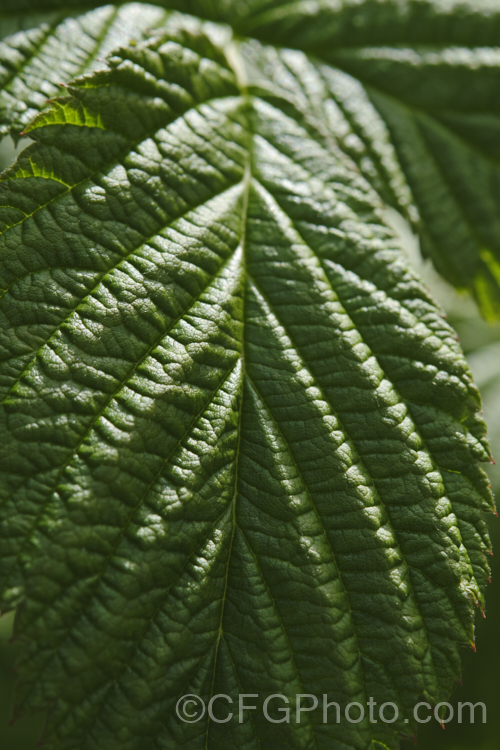 Raspberry (<i>Rubus idaeus</i>), a 15-2m tall deciduous Eurasian shrub that forms a clump of erect, strong-growing canes that are bristly rather than prickly. Its white flowers appear in spring and develop quickly into the familiar edible red fruits. Autumn-fruiting or everbearing raspberries are often pruned back hard in winter so they produce a single late season crop. Raspberries are popular for eating fresh, but the texture of the fruit does not appeal to all, so they are perhaps better known in pulped form, used as a flavouring