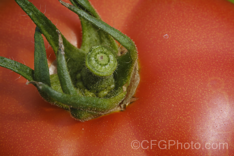 Garden tomatoes (<i>Solanum lycopersicum [syn. Lycopersicon esculentum]), a usually short-lived, perennial, scrambling, evergreen, South American vine that has been extensively developed for its succulent savoury fruits
