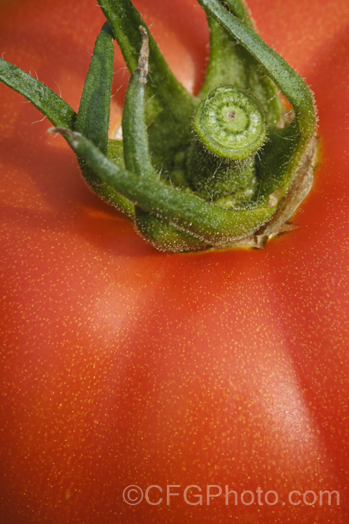 Garden tomatoes (<i>Solanum lycopersicum [syn. Lycopersicon esculentum]), a usually short-lived, perennial, scrambling, evergreen, South American vine that has been extensively developed for its succulent savoury fruits