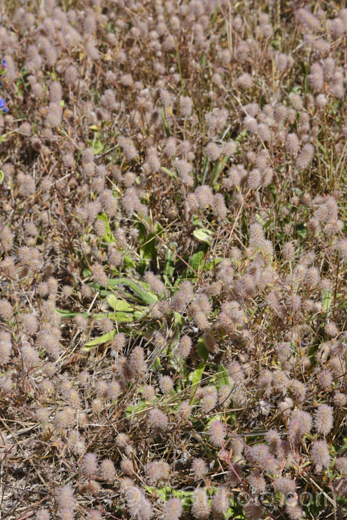 Haresfoot. Trefoil, Rabbitfoot. Clover or Stone. Clover (<i>Trifolium arvense</i>), a now widely naturalised Eurasian annual or biennial that is most commonly seen as a weed on sandy or stony ground. Its white flowers are tiny but they are crowded together in a downy pink inflorescence. trifolium-3369htm'>Trifolium.
