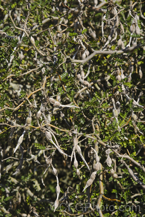 Prostrate Kowhai (<i>Sophora prostrata</i>) with mature seedpods. This low-growing, ground-hugging shrub with a divaricating growth habit is native to rocky areas of the eastern South Island of New Zealand It bears small golden flowers in spring. In sheltered locations it has a more upright habit and can grow to 15m tall sophora-2142htm'>Sophora.