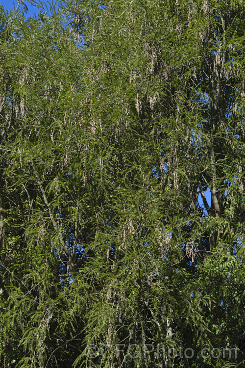 Kowhai (<i>Sophora microphylla</i>) with mature seedpods. This briefly deciduous, spring-flowering New Zealand tree grows to around 10m tall This species also occurs in Chile and the distance between these two locations is testament to the ability of the seeds to survive in saltwater. Fabaceae. sophora-2142htm'>Sophora.