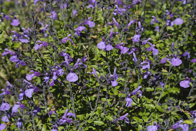 Salvia greggii 'Mesa Azure', a purple-pink-flowered cultivar of Autumn Sage, a 35-50cm tall, summer- to autumn-flowering perennial or subshrub native to Texas and nearby parts of Mexico. The species usually has intensely red flowers, less commonly purple or pink, but cultivars are also available in soft yellow to apricot shades. Order: Lamiales, Family: Lamiaceae