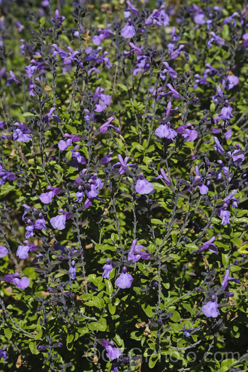 Salvia greggii 'Mesa Azure', a purple-pink-flowered cultivar of Autumn Sage, a 35-50cm tall, summer- to autumn-flowering perennial or subshrub native to Texas and nearby parts of Mexico. The species usually has intensely red flowers, less commonly purple or pink, but cultivars are also available in soft yellow to apricot shades. Order: Lamiales, Family: Lamiaceae