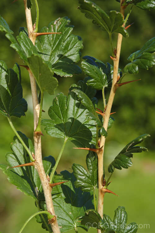The fiercely spiny stems of Gooseberry (<i>Ribes uva-crispa</i>), a thorny-stemmed deciduous shrub found in various forms from northeastern Europe to North Africa. It has insignificant yellow-green spring flowers that are followed by tart, bristly green fruit that redden somewhat when ripe