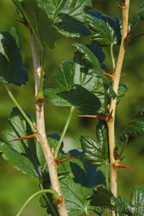 The fiercely spiny stems of Gooseberry (<i>Ribes uva-crispa</i>), a thorny-stemmed deciduous shrub found in various forms from northeastern Europe to North Africa. It has insignificant yellow-green spring flowers that are followed by tart, bristly green fruit that redden somewhat when ripe