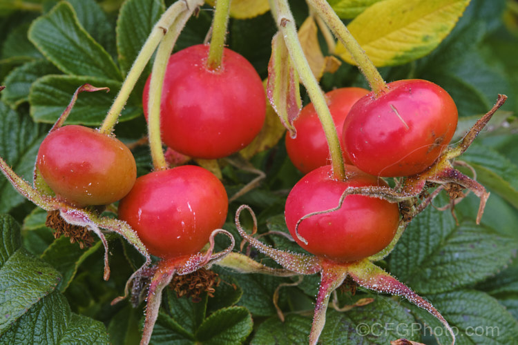 The mature hips of Japanese Rose (<i>Rosa rugosa</i>). Found naturally in eastern Russia, Korea, Japan and China, this dense, bushy rose has very fragrant, deep pink, single flowers and lush, dark green foliage, and is the main parent of the Rugosa hybrids. roseshtml'>Rose