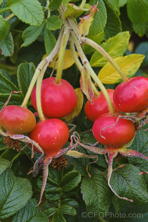 The mature hips of Japanese Rose (<i>Rosa rugosa</i>). Found naturally in eastern Russia, Korea, Japan and China, this dense, bushy rose has very fragrant, deep pink, single flowers and lush, dark green foliage, and is the main parent of the Rugosa hybrids. roseshtml'>Rose