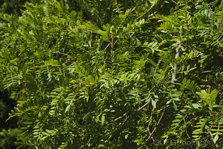 Summer foliage of Brazilian. Pepper. Tree or Aroeira (<i>Schinus terebinthifolius [syn. Schinus terebinthifolia</i>), an evergreen shrub or small tree up to 7m tall Found from Venezuela to Argentina, it has small greenish white flowers followed by dry red or pink fruits. schinus-2490htm'>Schinus. <a href='anacardiaceae-plant-family-photoshtml'>Anacardiaceae</a>.