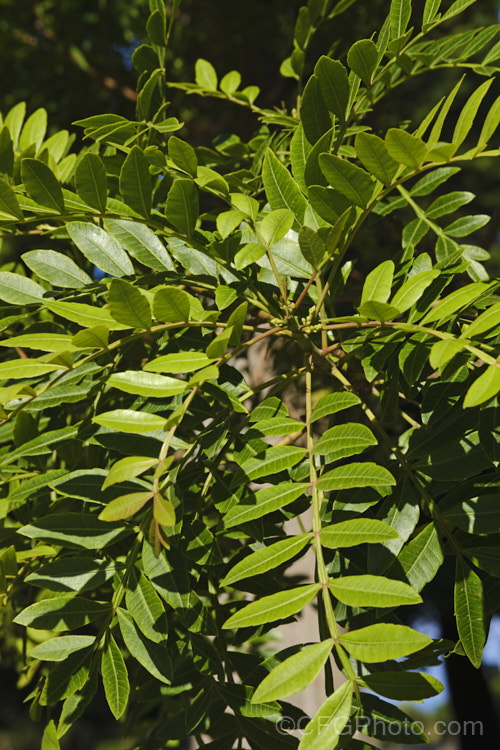 Summer foliage of Brazilian. Pepper. Tree or Aroeira (<i>Schinus terebinthifolius [syn. Schinus terebinthifolia</i>), an evergreen shrub or small tree up to 7m tall Found from Venezuela to Argentina, it has small greenish white flowers followed by dry red or pink fruits. schinus-2490htm'>Schinus. <a href='anacardiaceae-plant-family-photoshtml'>Anacardiaceae</a>.