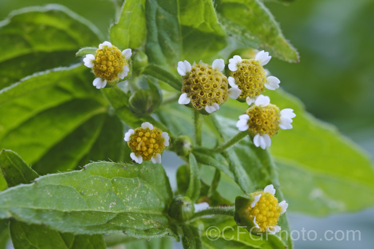 Galinsoga, Gallant Soldier or Quickweed (<i>Tridax parviflora [syn. Galinsoga parviflora]), a 50cm tall South American annual that now occurs as a weed of cultivation in many parts of the world. It is soft stemmed and usually easily controlled, though it seeds freely and can become abundant. The flowerheads are less than 1cm wide. tridax-3368htm'>Tridax.