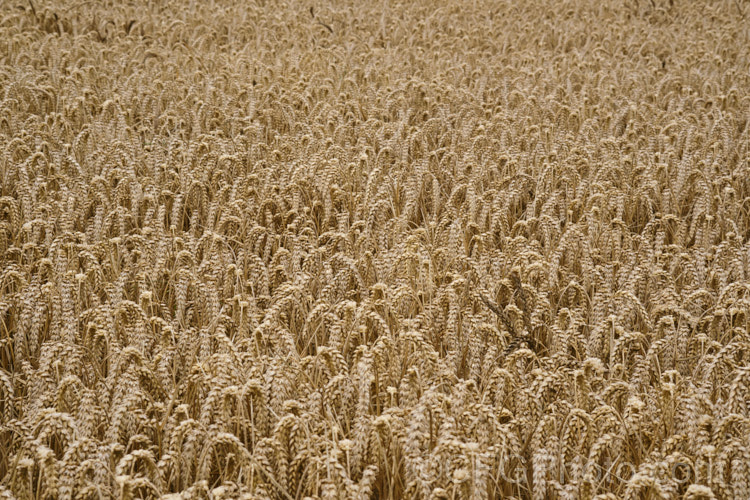 Ripe. Common Wheat or Bread. Wheat (<i>Triticum aestivum</i>) ready to harvest. Originating in the Middle. East and among the first cultivated arable plants, wheat is a vitally important cereal crop for much of the world. It is the primary constituent of most bread and cakes and is used in many other baked goods. triticum-2291htm'>Triticum. .