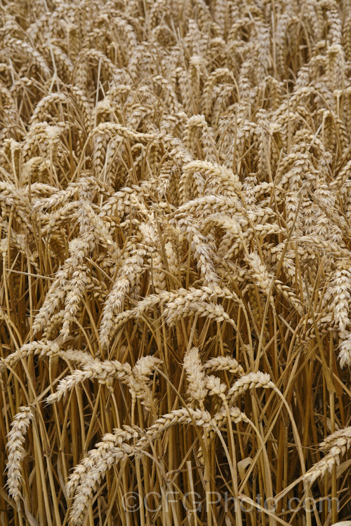 Ripe. Common Wheat or Bread. Wheat (<i>Triticum aestivum</i>) ready to harvest. Originating in the Middle. East and among the first cultivated arable plants, wheat is a vitally important cereal crop for much of the world. It is the primary constituent of most bread and cakes and is used in many other baked goods. triticum-2291htm'>Triticum. .