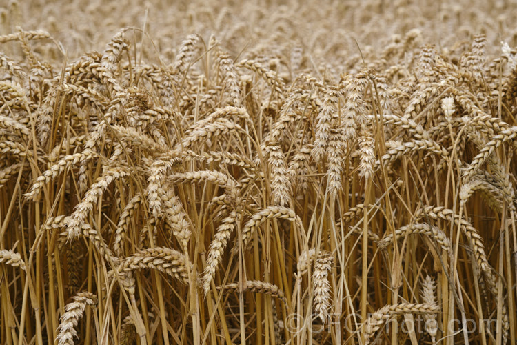Ripe. Common Wheat or Bread. Wheat (<i>Triticum aestivum</i>) ready to harvest. Originating in the Middle. East and among the first cultivated arable plants, wheat is a vitally important cereal crop for much of the world. It is the primary constituent of most bread and cakes and is used in many other baked goods. triticum-2291htm'>Triticum. .