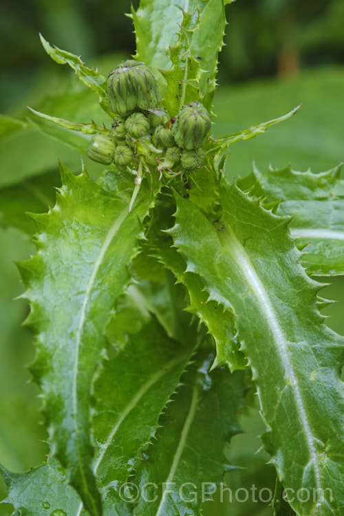 Developing flowerhead of the Prickly Sow Thistle (<i>Sonchus asper</i>), an annual daisy that has thick, lustrous, slightly glaucous leaves with lobes that are tipped with relatively soft spines. Although nowhere near as aggressive as those of most thistles, the spines distinguish this species from most others in the genus. Sonchus.