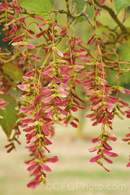 Snakebark Maple (<i>Acer davidii</i>) with maturing samara. This 15m tall Chinese deciduous tree is notable for its grey-green bark, which is heavily overlaid with white and pale grey striping. Order: Sapindales, Family: Sapindaceae