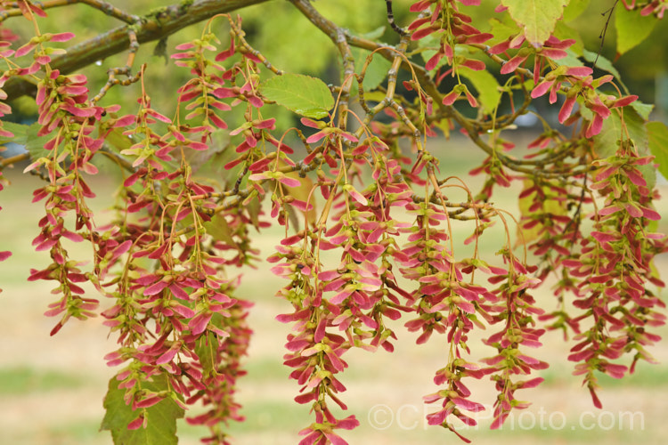 Snakebark Maple (<i>Acer davidii</i>) with maturing samara. This 15m tall Chinese deciduous tree is notable for its grey-green bark, which is heavily overlaid with white and pale grey striping. Order: Sapindales, Family: Sapindaceae