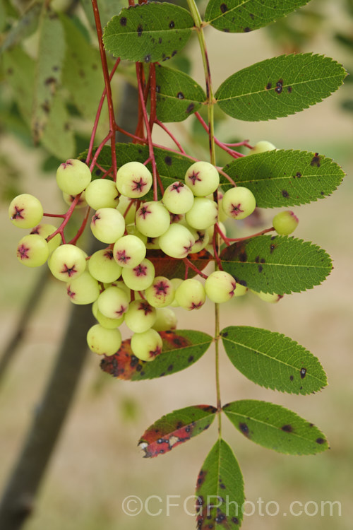 Sorbus Joseph. Rock' with ripening fruit. This cultivar, possibly a form of Sorbus rehderiana, was collected from the wild in Yunnan, China, in 1932, by plant collector. Joseph. Rock It grows to around 6m tall, has blue-green pinnate foliage, and clusters of small white flowers in spring that are followed by yellow fruits that contrast with the red-brown autumn foliage. The spring foliage is also red-tinted. sorbus-2143htm'>Sorbus.