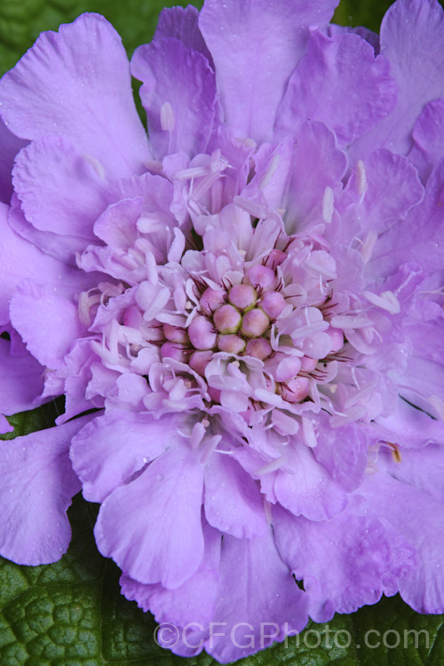 Scabiosa 'Pink Lace', a compact, very heavy-flowering hybrid scabious that blooms from mid spring until well into autumn. scabiosa-2488htm'>Scabiosa. <a href='caprifoliaceae-plant-family-photoshtml'>Caprifoliaceae</a>.