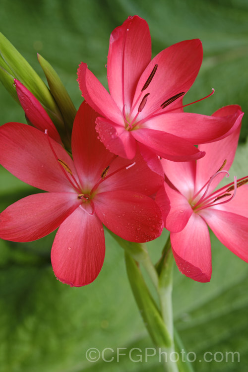 Kaffir. Lily (<i>Schizostylis coccinea</i>), an autumn-flowering southern African perennial that usually occurs in damp places, such as along the banks of watercourses. It has naturalised in farm drainage ditches in parts of New Zealand schizostylis-3292htm'>Schizostylis.