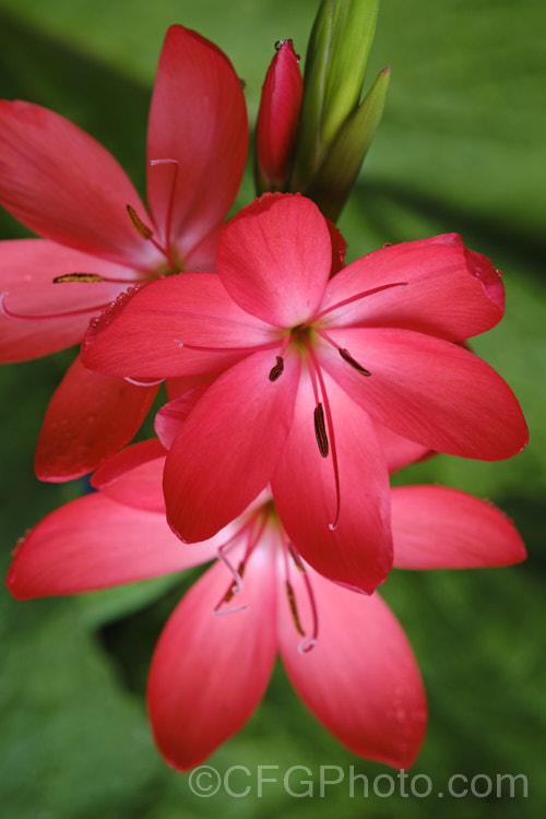 Kaffir. Lily (<i>Schizostylis coccinea</i>), an autumn-flowering southern African perennial that usually occurs in damp places, such as along the banks of watercourses. It has naturalised in farm drainage ditches in parts of New Zealand schizostylis-3292htm'>Schizostylis.