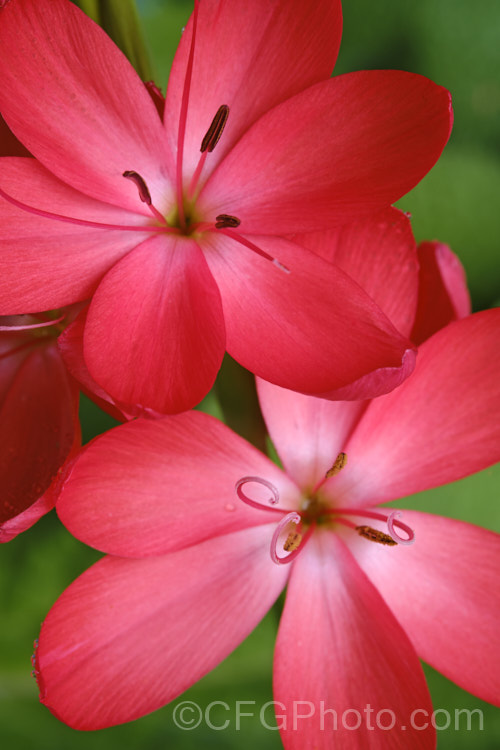 Kaffir. Lily (<i>Schizostylis coccinea</i>), an autumn-flowering southern African perennial that usually occurs in damp places, such as along the banks of watercourses. It has naturalised in farm drainage ditches in parts of New Zealand schizostylis-3292htm'>Schizostylis.
