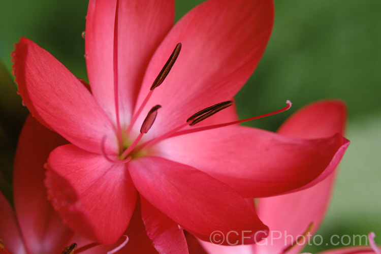 Kaffir. Lily (<i>Schizostylis coccinea</i>), an autumn-flowering southern African perennial that usually occurs in damp places, such as along the banks of watercourses. It has naturalised in farm drainage ditches in parts of New Zealand schizostylis-3292htm'>Schizostylis.