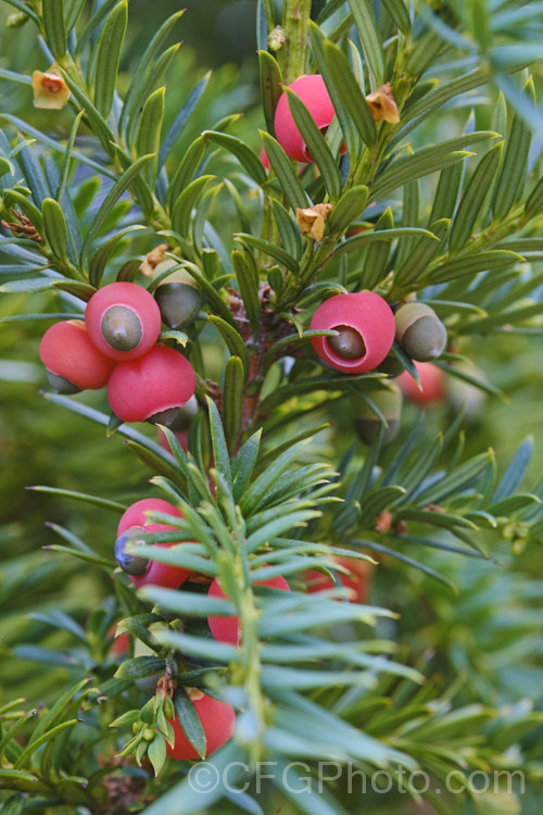Yew (<i>Taxus baccata</i>) with mature fruit, which is a single-seeded cone with a red aril. While the seed is poisonous to many animals, the aril is sweet and edible, and the seeds can pass through most digestive systems without damage. This very tough and widely cultivated Eurasian conifer occurs in many cultivated forms but in the wild is usually seen as a multi-branched dome-shaped tree around 15-20m tall Order: Pinales, Family: Taxaceae