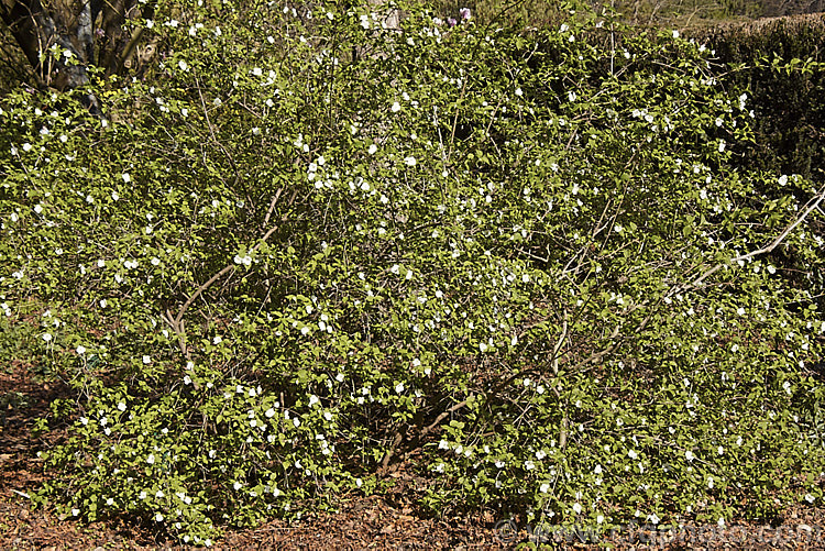 Rhodotypos scandens, a spreading deciduous shrub that grows to about 5 m high. It is a member of the rose family and a native of China and Japan