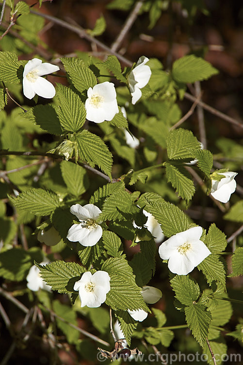 Rhodotypos scandens, a spreading deciduous shrub that grows to about 5 m high. It is a member of the rose family and a native of China and Japan