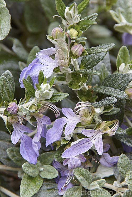 The flowers of the Bush Germander (<i>Teucrium fruticans</i>), a 25m high evergreen shrub from the Iberian. Peninsula. A tough woody-stemmed plant tolerant of drought and coastal conditions, it is often used for hedging. Although the flowers are pretty when examined closely, they are not especially showy and this bush is grown primarily for its foliage and form. teucrium-2507htm'>Teucrium.
