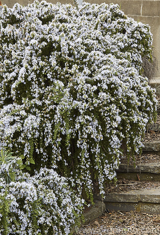<i>Salvia rosmarinus</i> (syn. <i>Rosmarinus officinalis</i>) 'Lockwood de Forest', a prostrate rosemary cultivar with pale lavender blue flowers. Rosemary is a Mediterranean shrub, the flowers and foliage of which are used for fragrance and herbal purposes. Order: Lamiales, Family: Lamiaceae