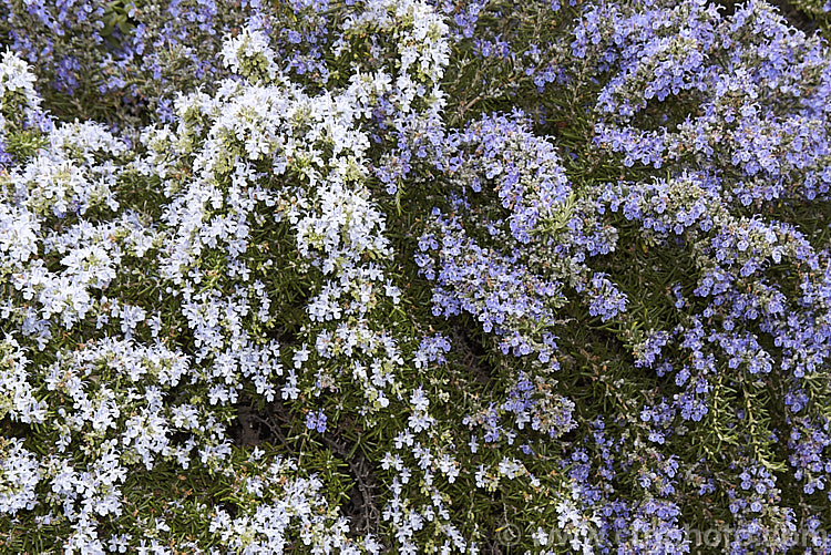 Two cultivars of Rosemary (<i>Salvia rosmarinus</i> [syn. <i>Rosmarinus officinalis</i>]): the pale blue-flowered 'Lockwood de Forest' and the deep lavender blue 'Irene'. Both are prostrate or low-mounding forms of the common rosemary, an evergreen, mainly spring- to early summer-flowering Mediterranean shrub. Order: Lamiales, Family: Lamiaceae