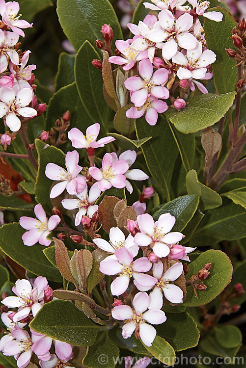 Rhaphiolepis indica, an evergreen, spring to early summer-flowering shrub native to southern China. It grows to around 12m tall and can be over 18m wide